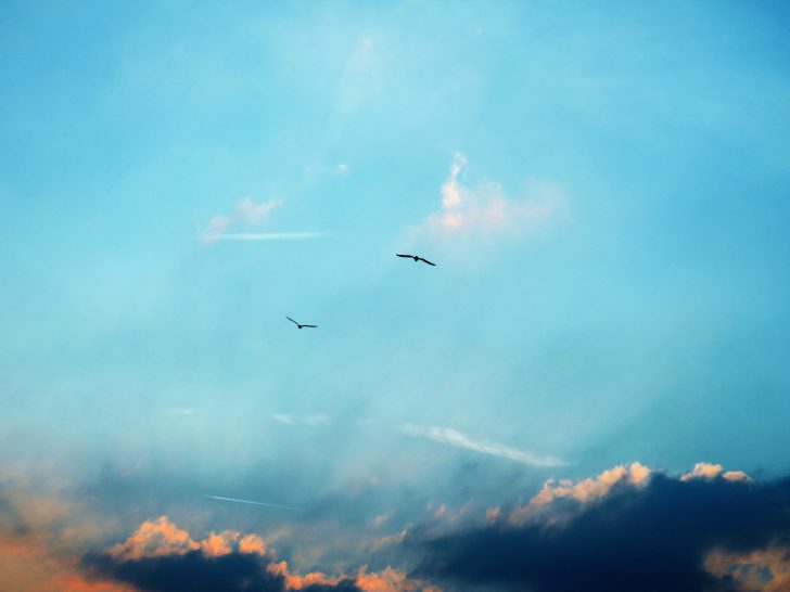 vogel vliegt in de lucht