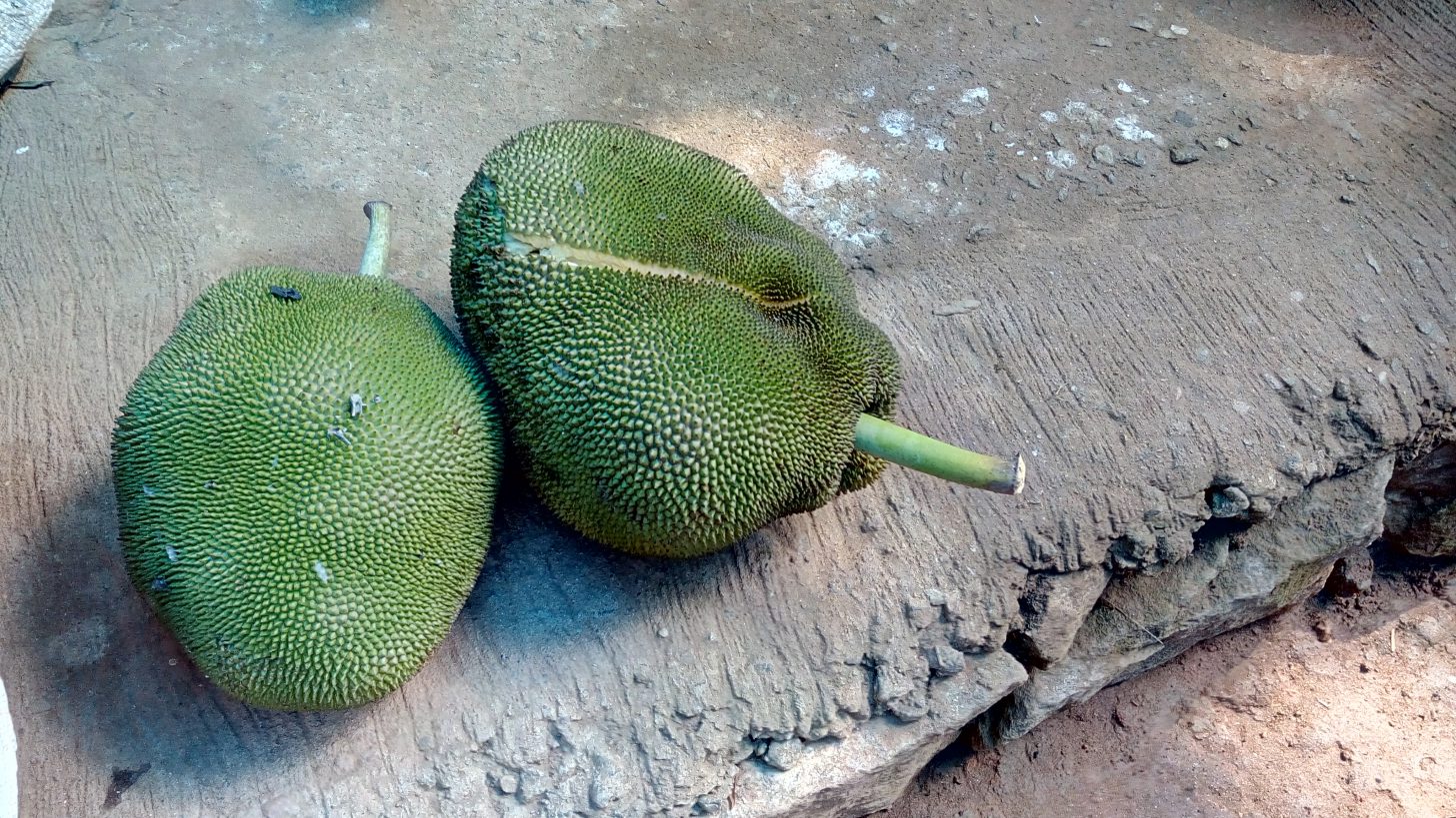 twee jackfruits in de schil