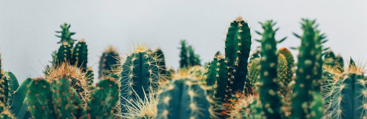 cactussen milieu