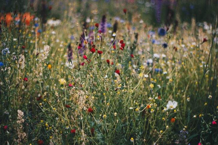 veld bloemen