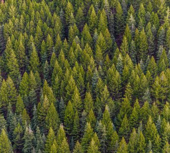 nieuwe bossen in Nederland