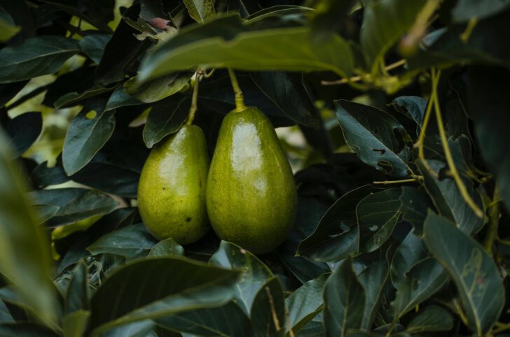 avocado aan boom