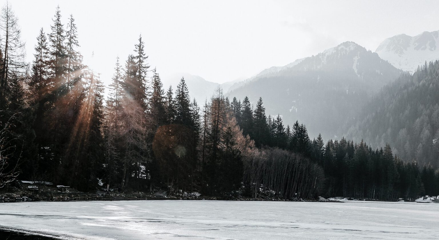 bossen in de sneeuw