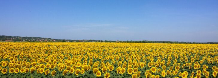 Veld met zonnebloemen