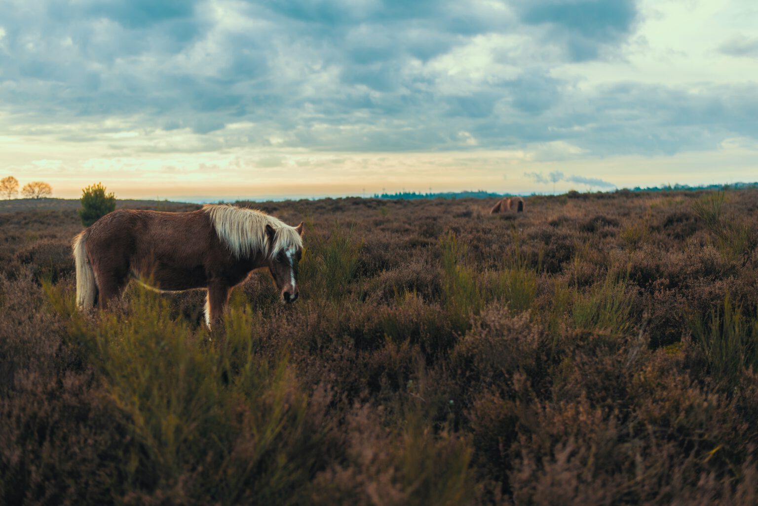 Veluwe in Nederland