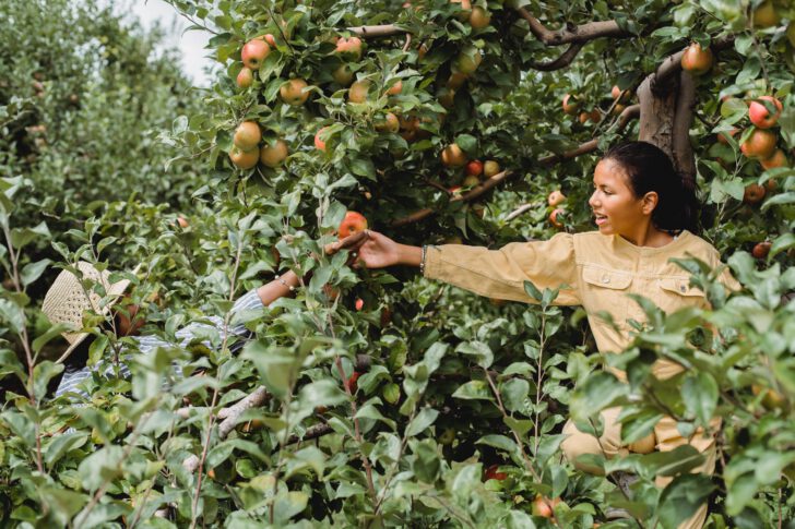 vrouw plukt fruit uit boom