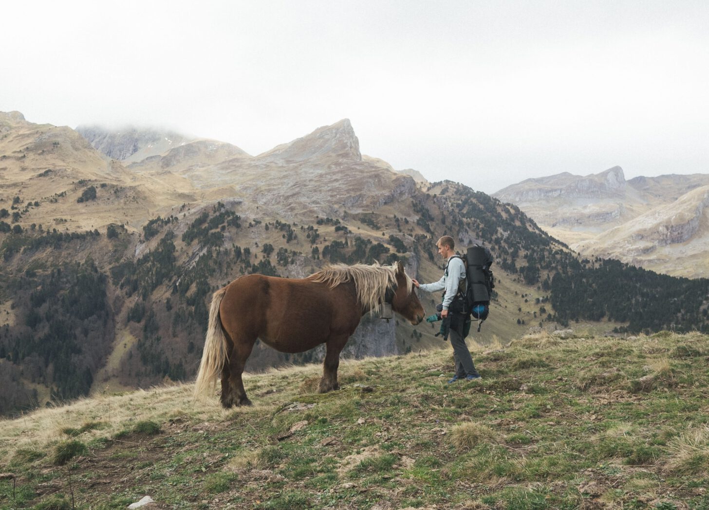 man met paard in natuur