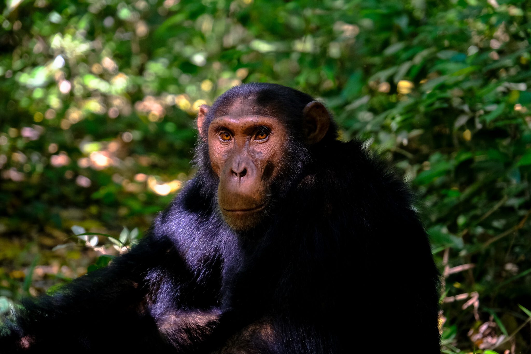 Chimpansee in het oerwoud