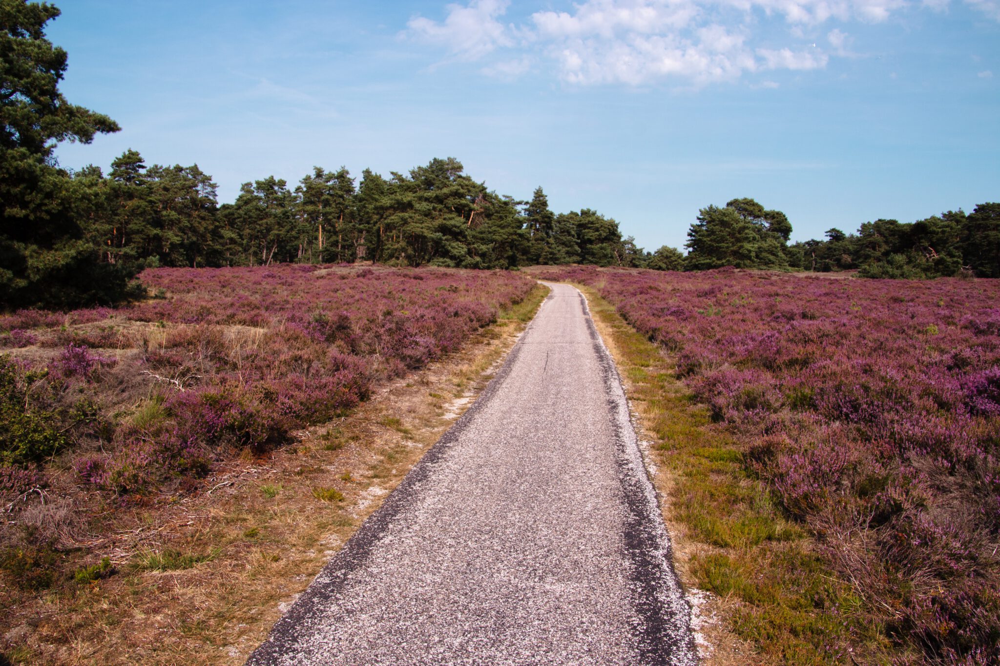 mooie veluwe