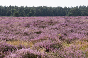 Bedrock ontdekt Nederland: Nivon trektochten