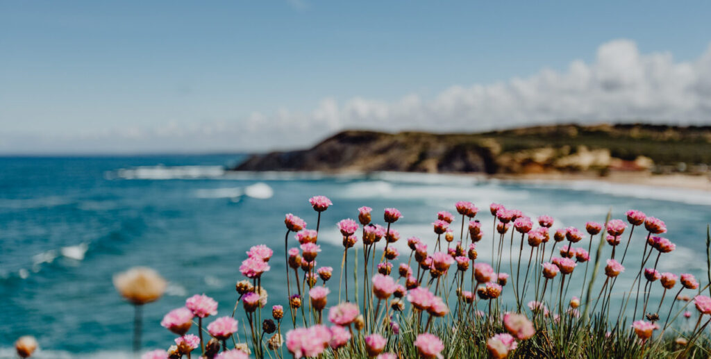 Cluster of Pink Flowers Growing at the Ocean's Edge, Portugal