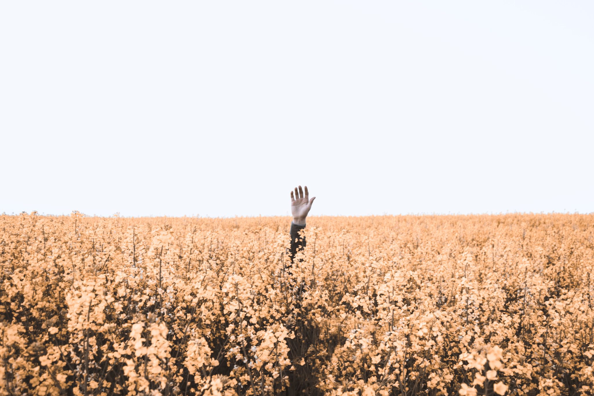 hand steekt uit veld