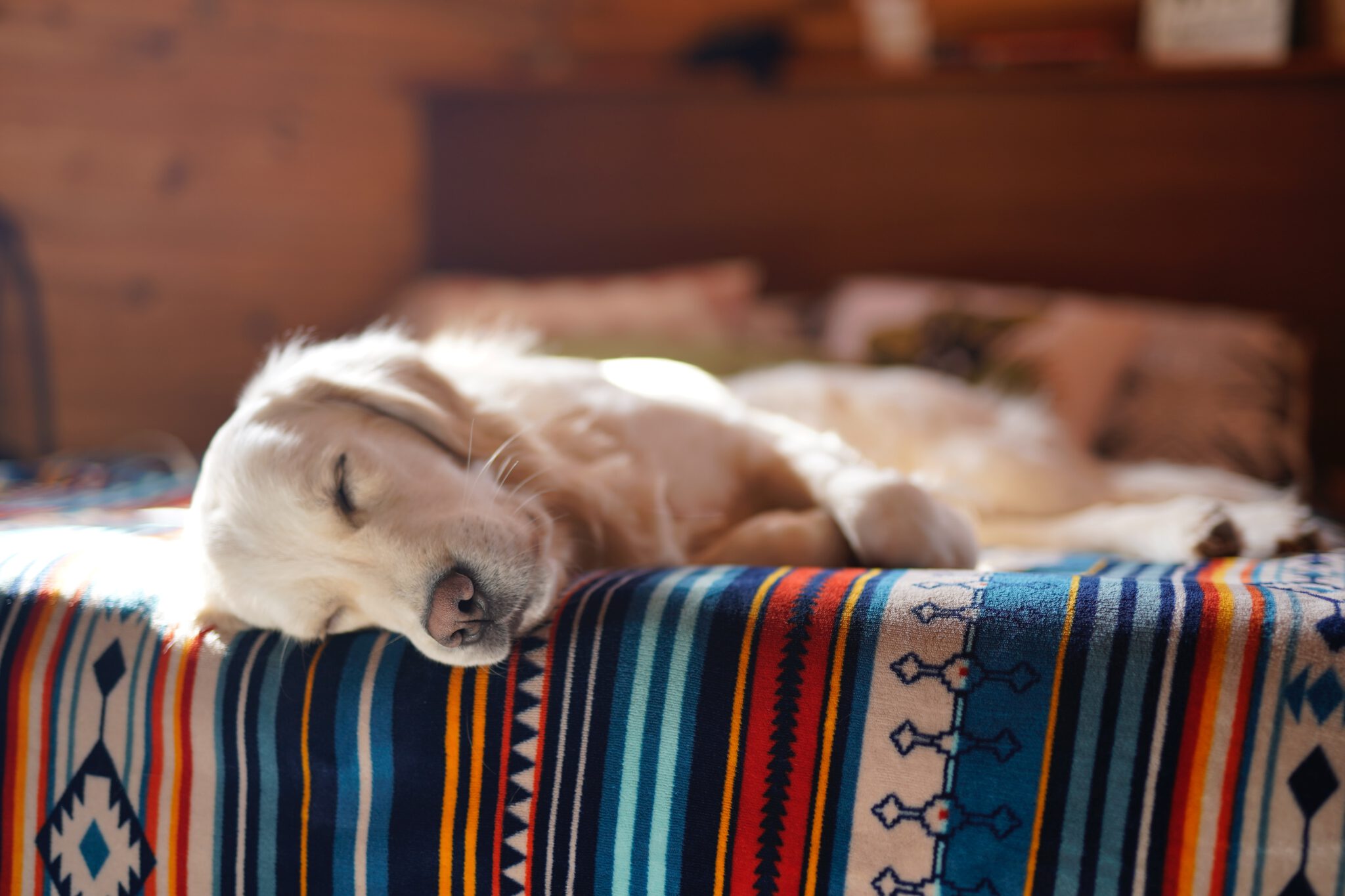 Witte hond die in zijn mand ligt te slapen