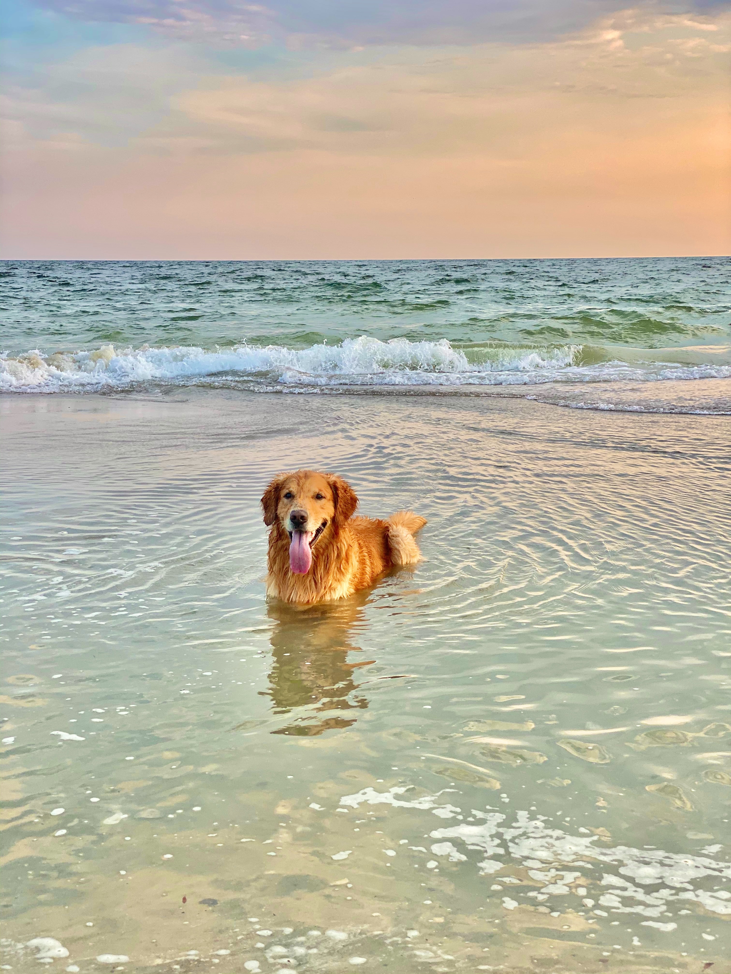 hond in het water