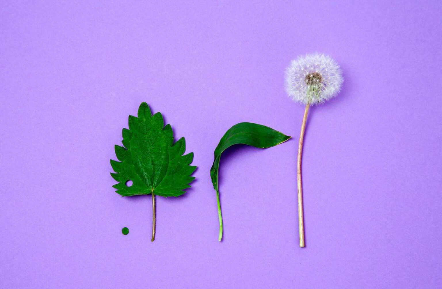 ongewenste planten worden in zeep verwerkt