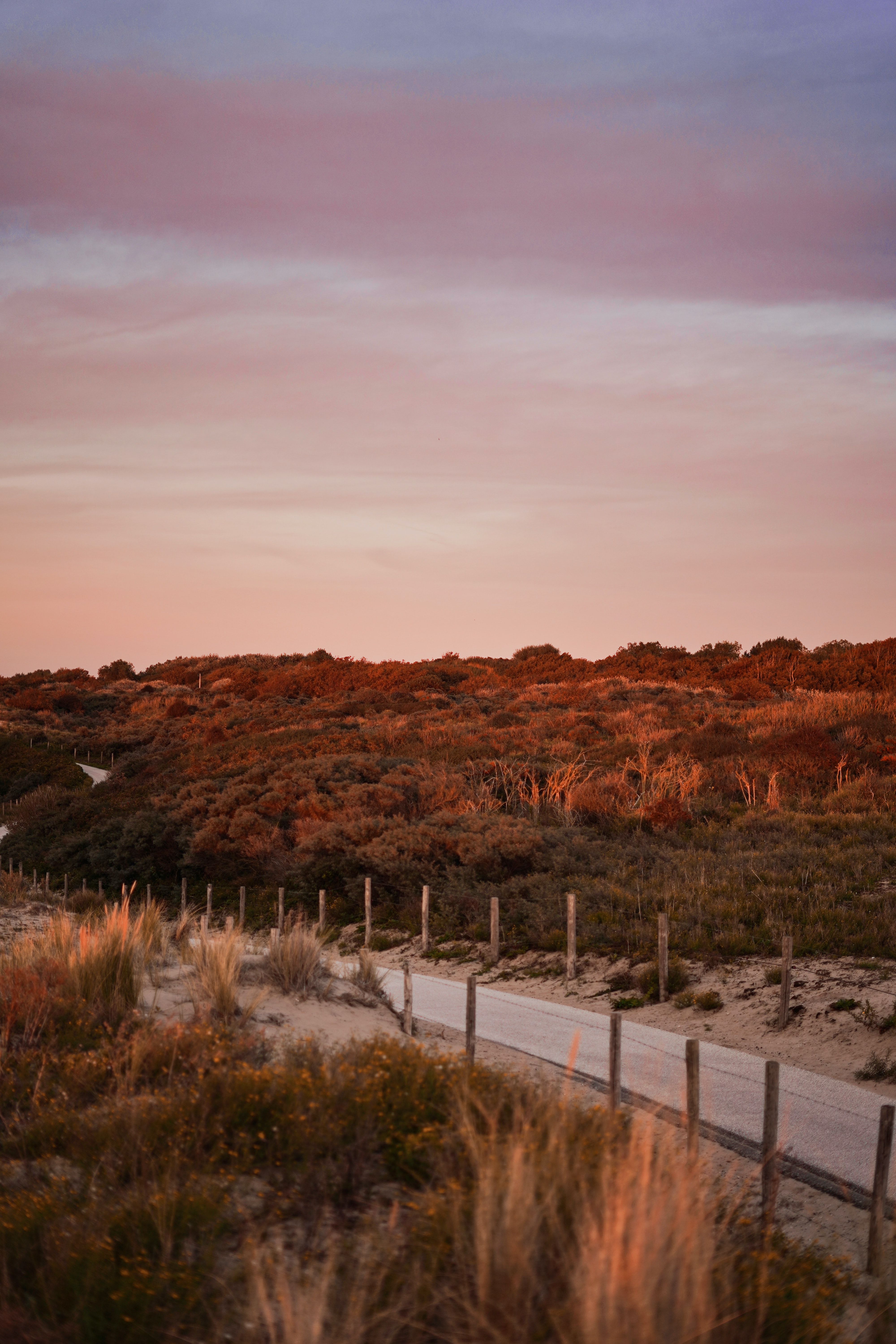 Duinen wildplukken nederland