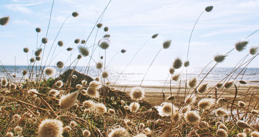 Planten bij de zee