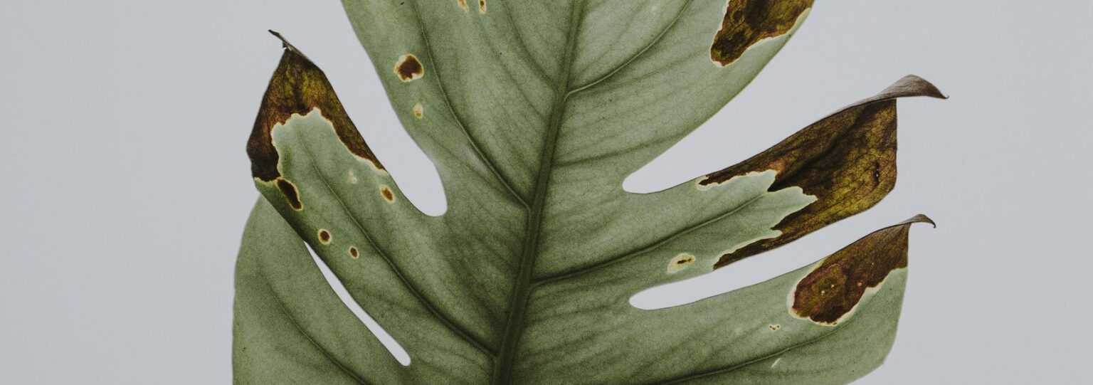 Monstera bruine vlekken