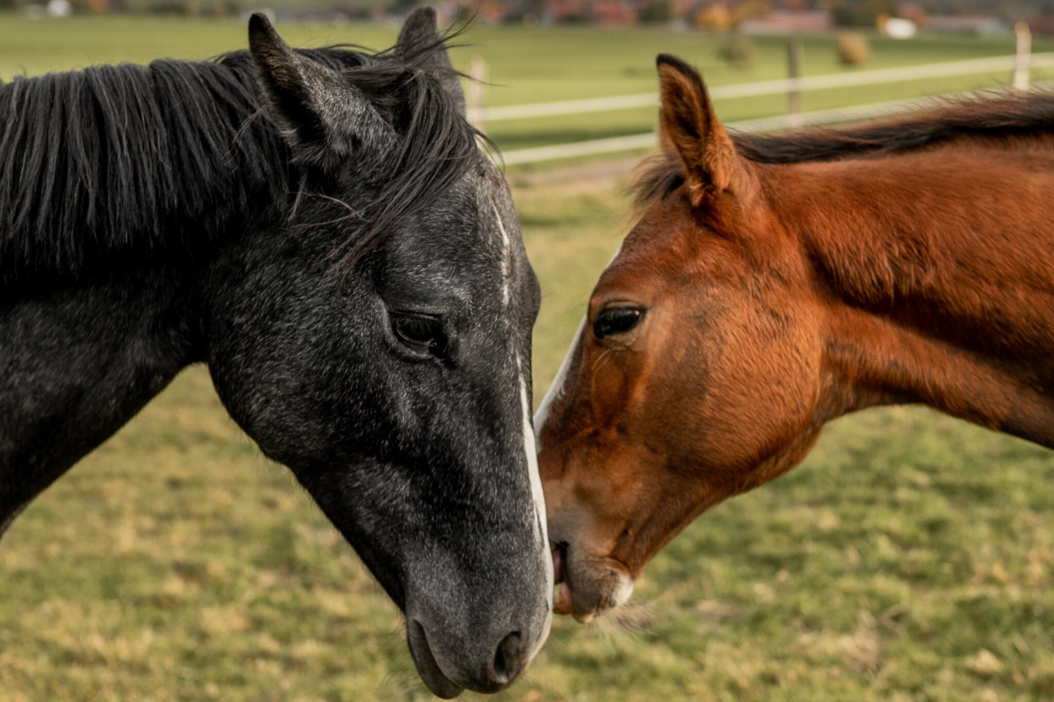 spirituele betekenis paard