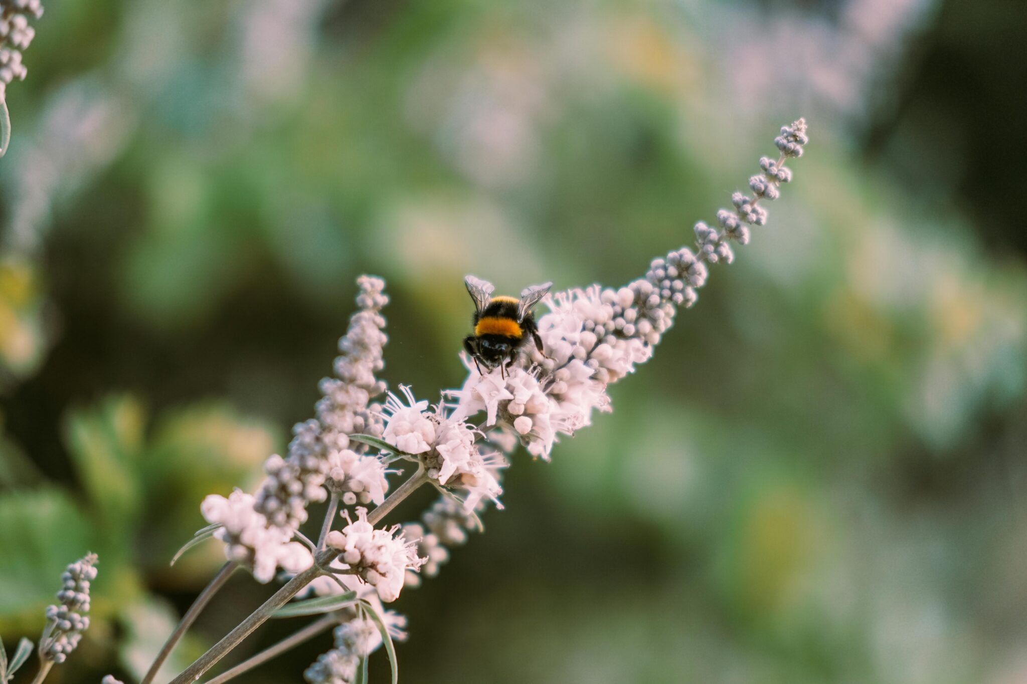 Natuurlijke tips tegen hooikoorts